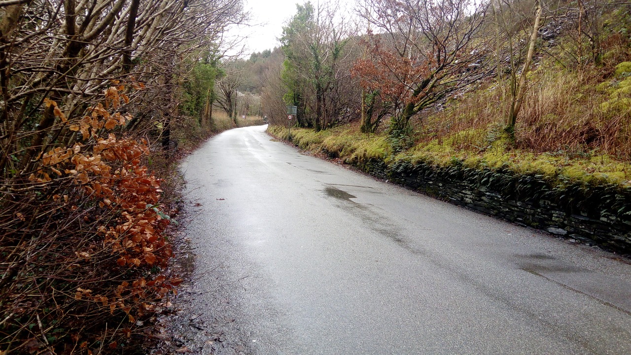 nature road tree free photo