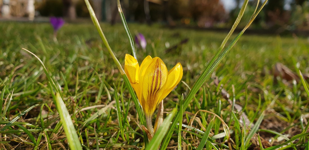 nature plant grass free photo