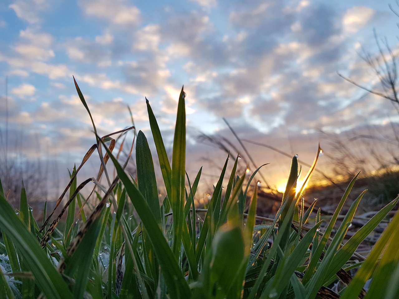 nature grass plant free photo