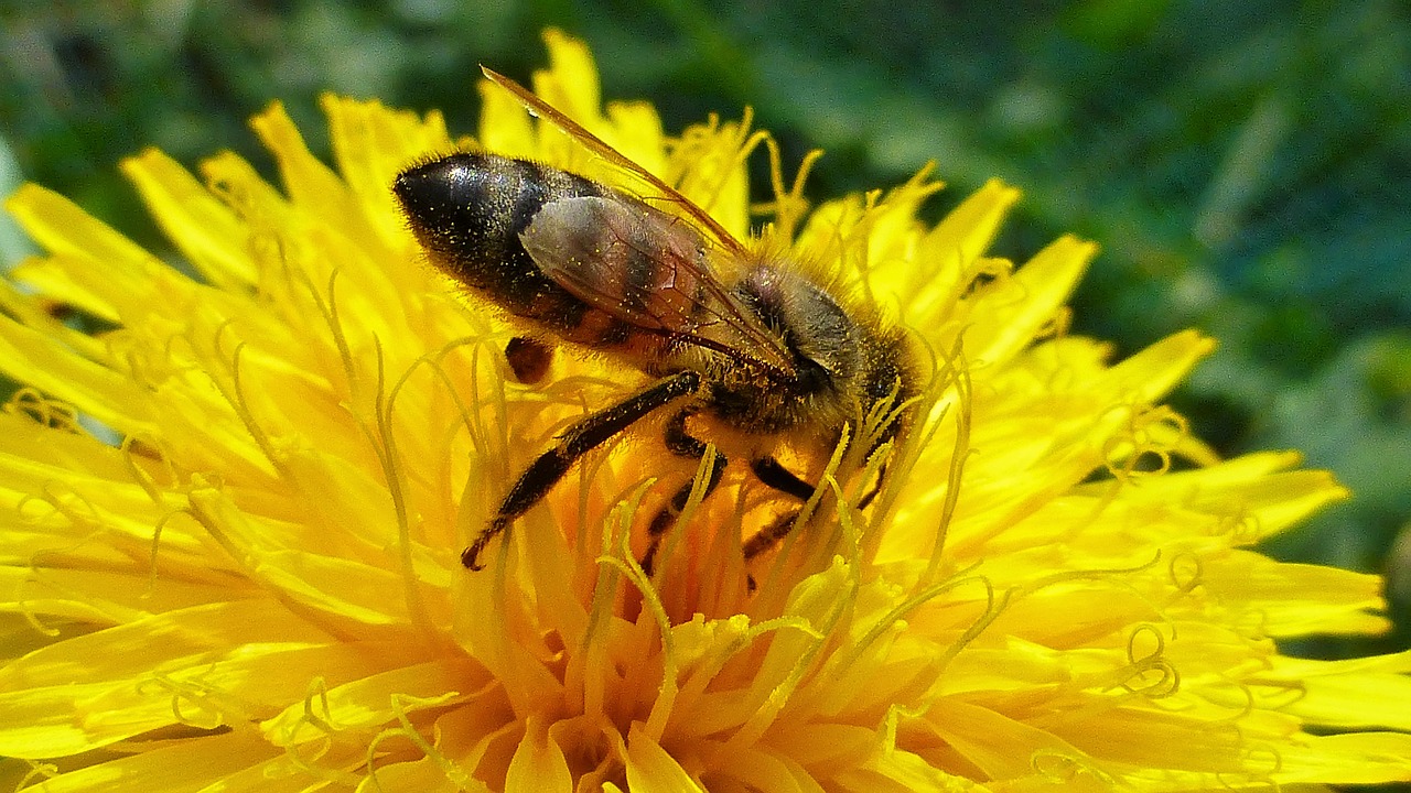 nature flower insect free photo