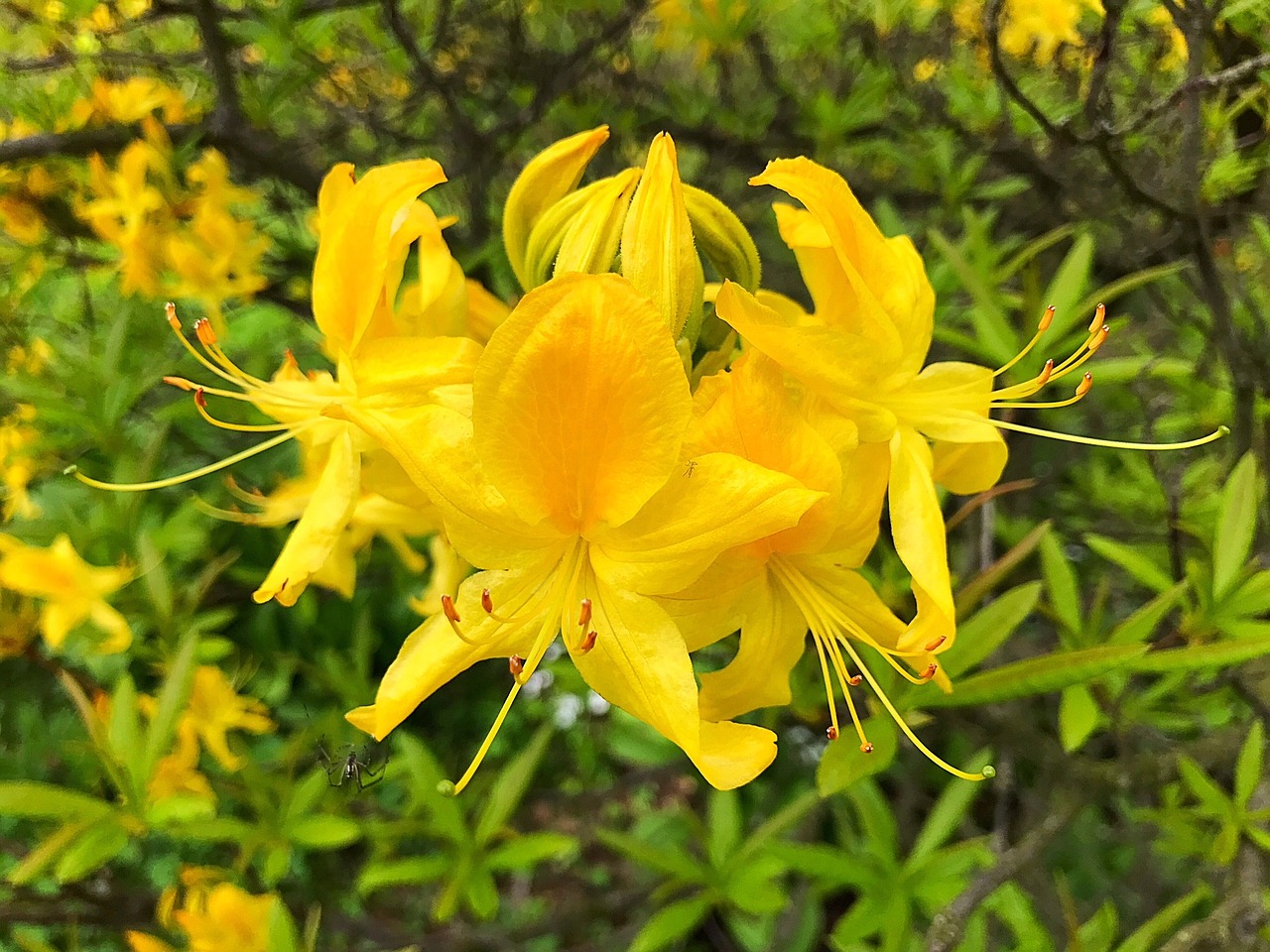 nature plant flower free photo