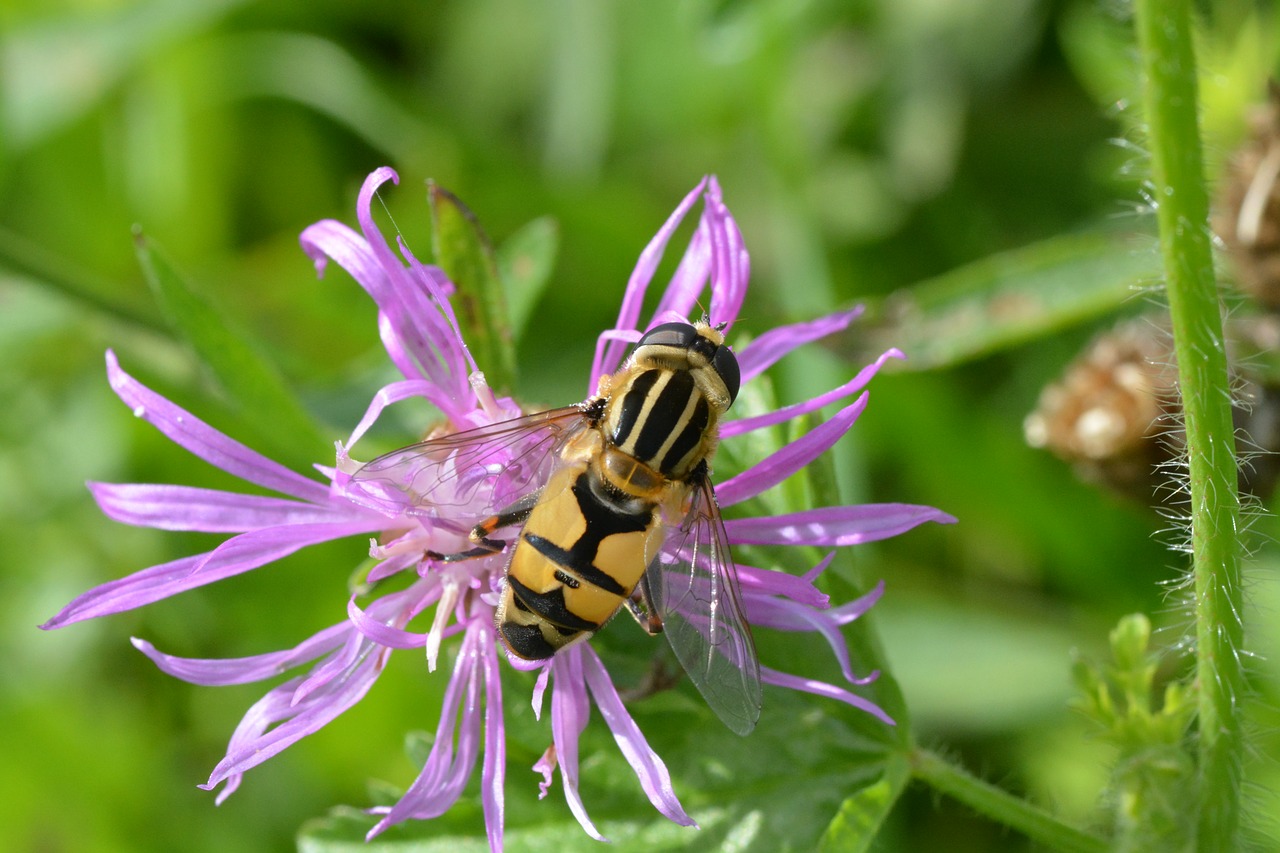 nature insect summer free photo