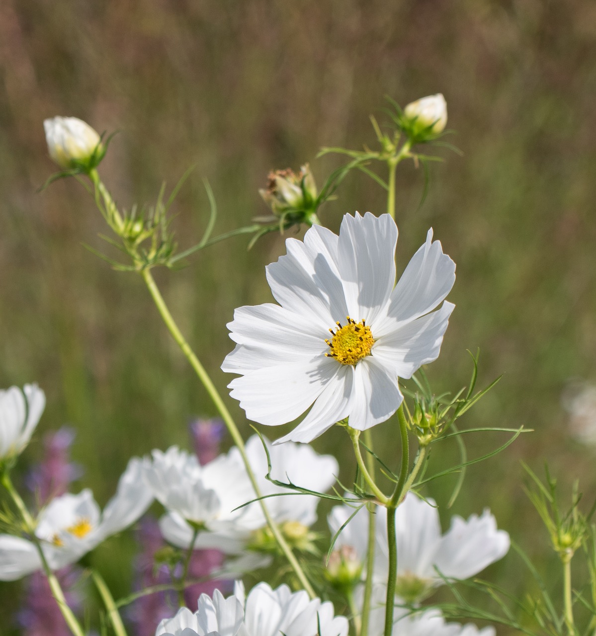 nature flower blossom free photo