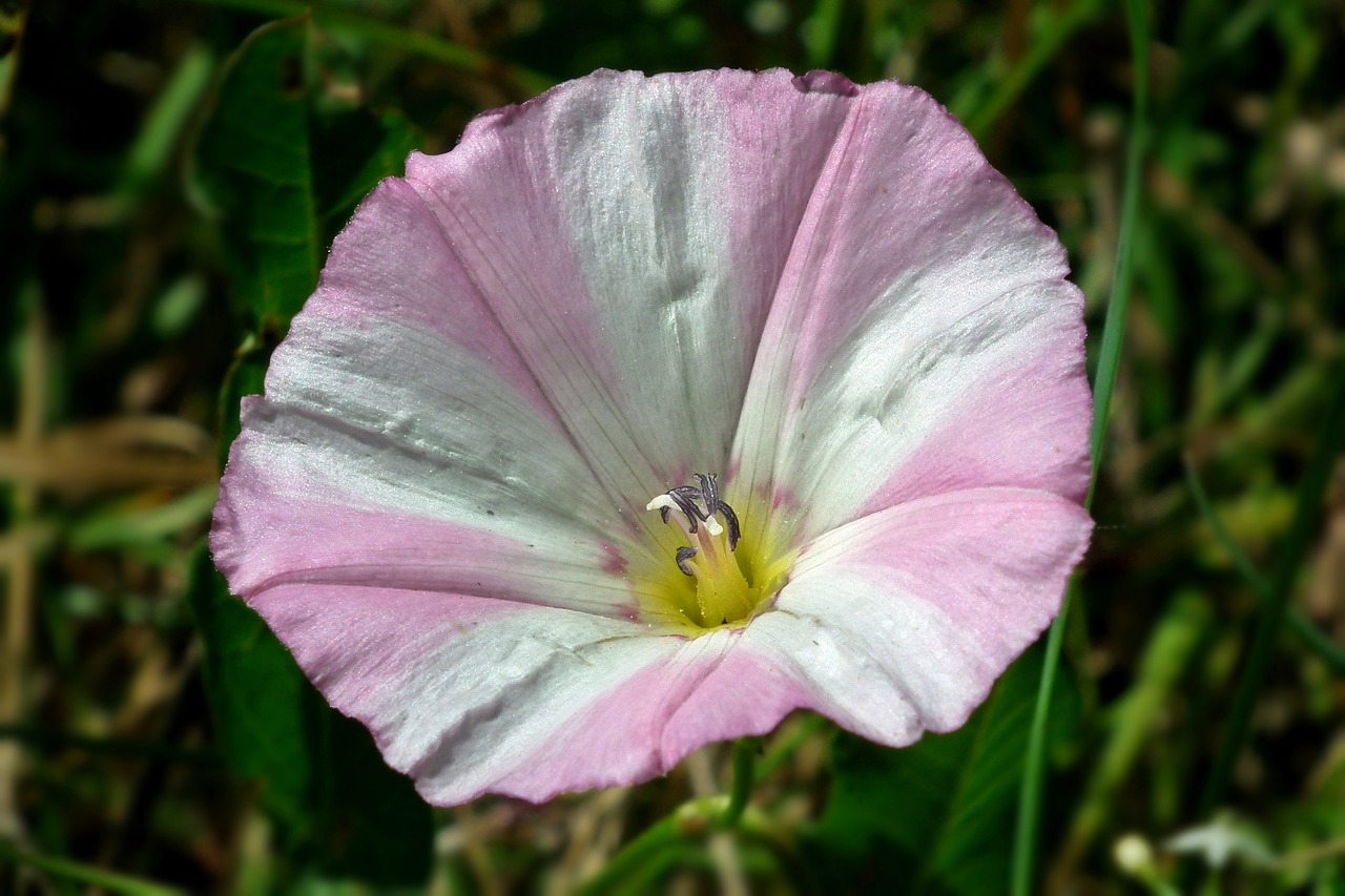 nature flower clematis free photo