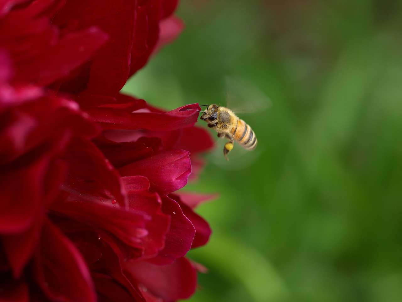 nature flower outdoors free photo