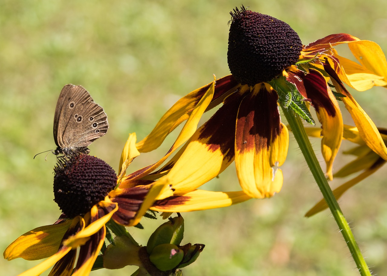 nature flower summer free photo