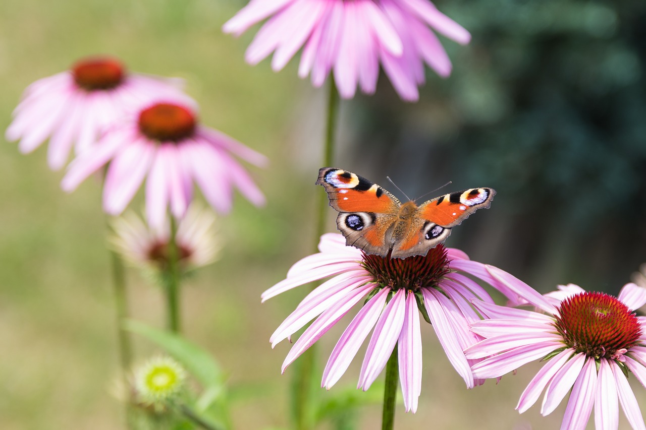 nature flower summer free photo