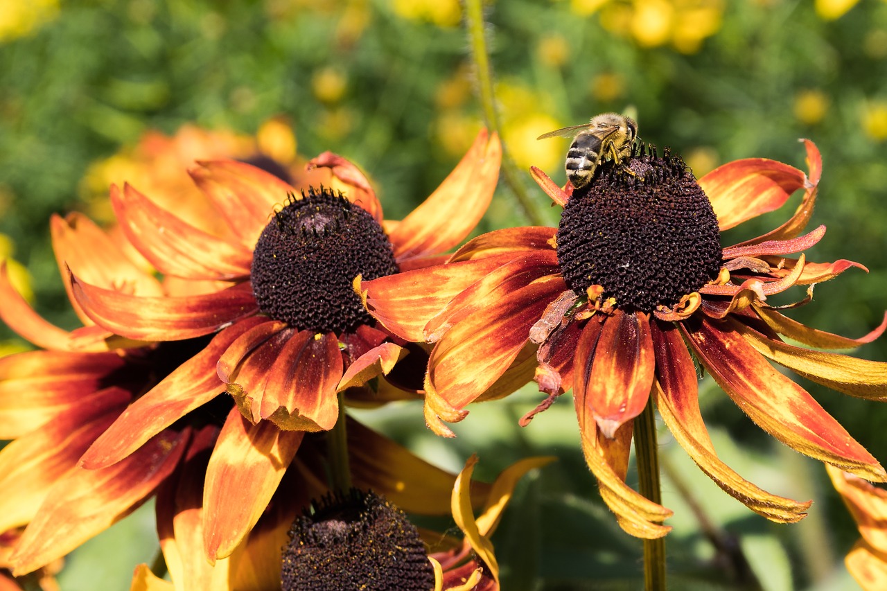 nature flower summer free photo