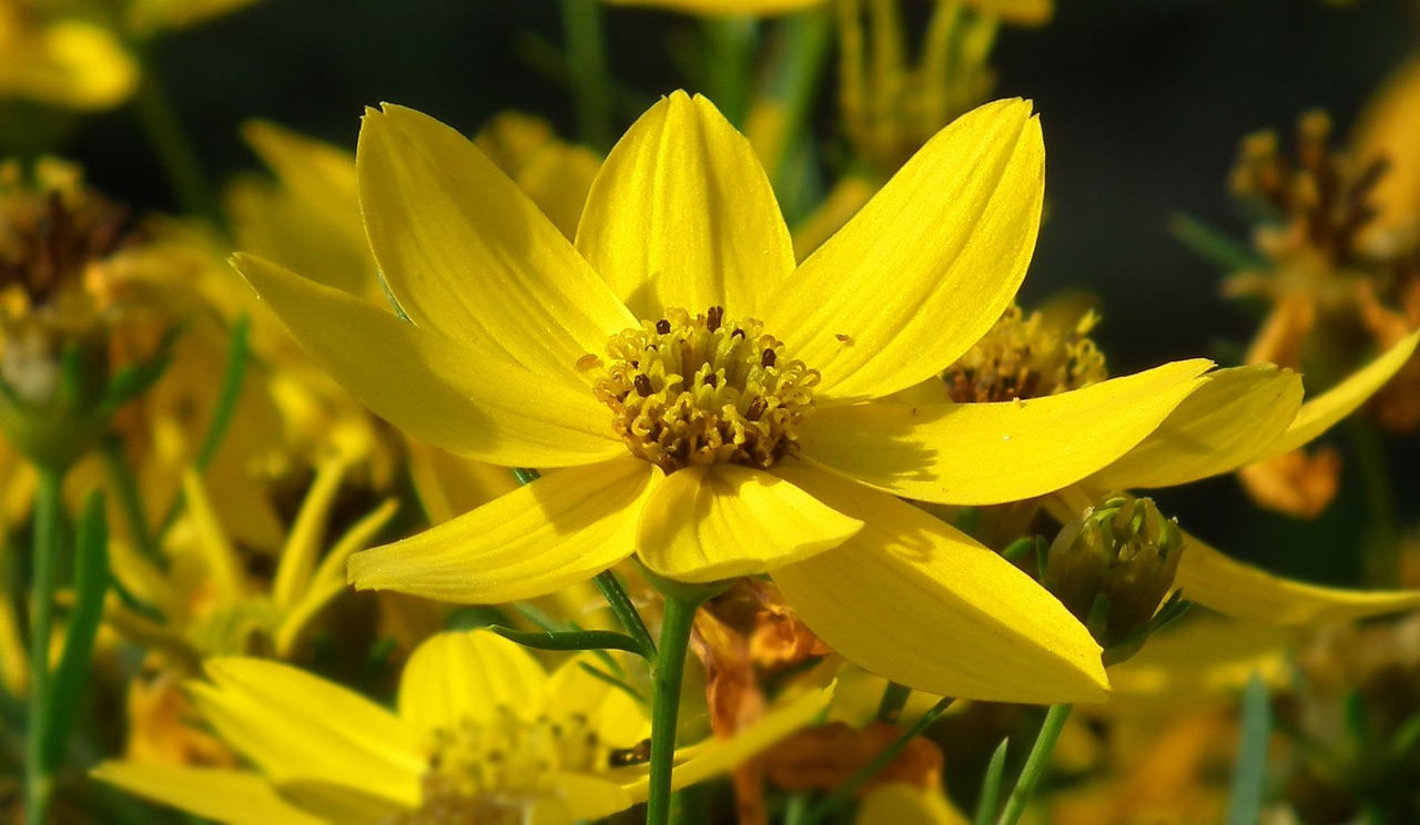 nature flower yellow free photo