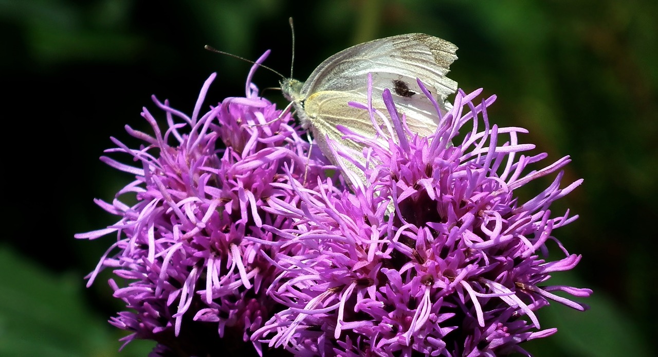 nature flower summer free photo