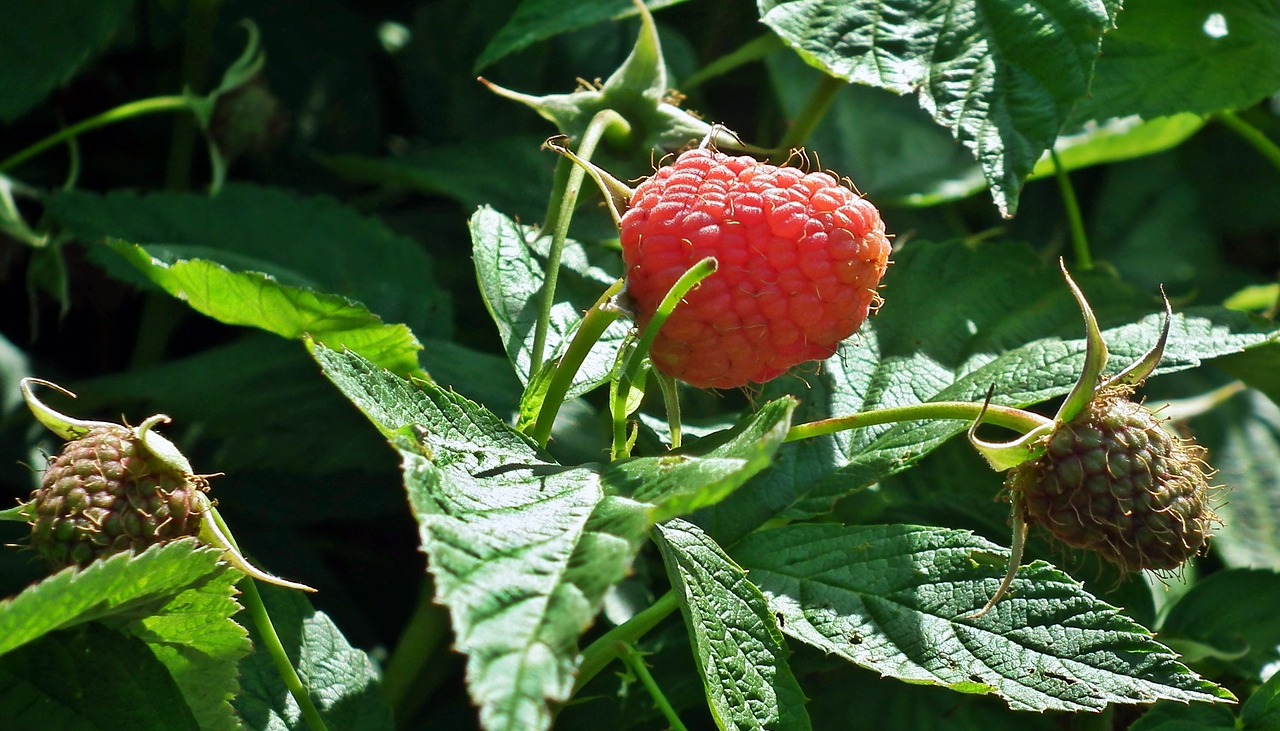 nature leaf fruit free photo