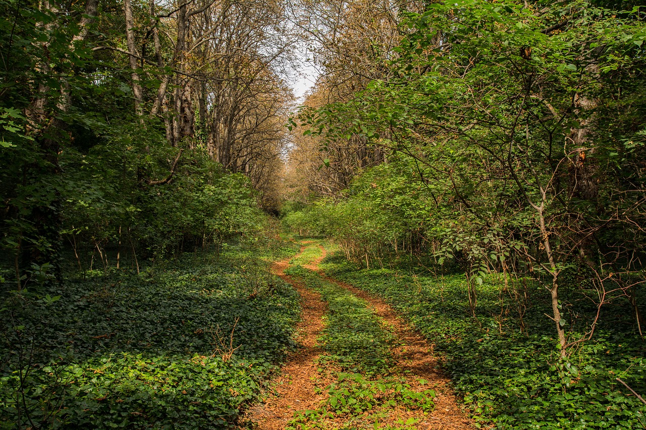 nature landscape wood free photo