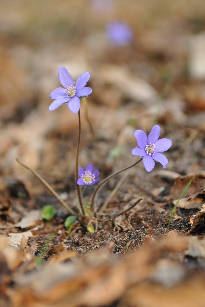 nature plant flower free photo