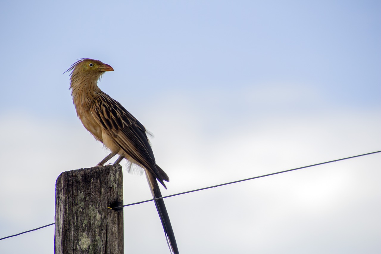 nature birds outdoors free photo