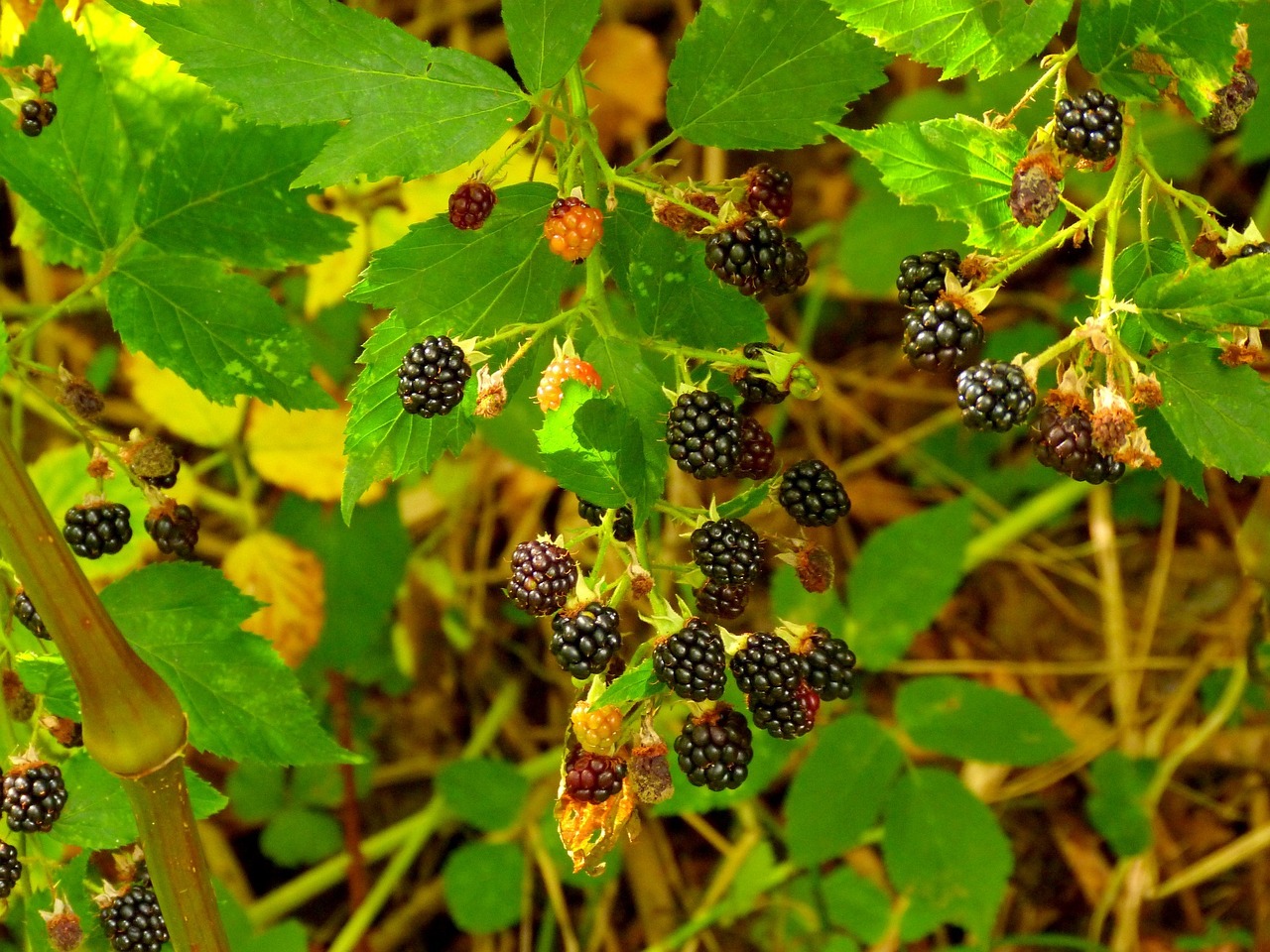 nature fruit eating free photo