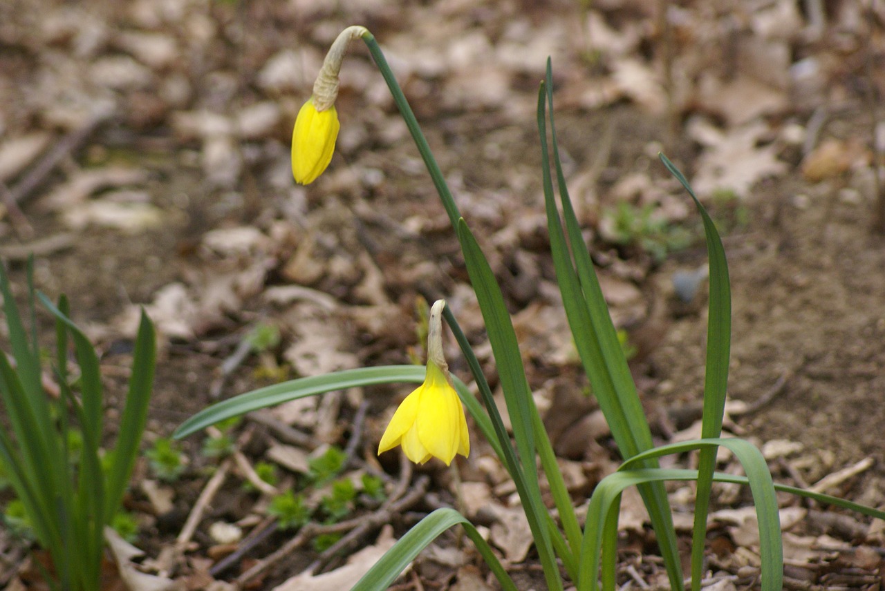 nature season plant free photo