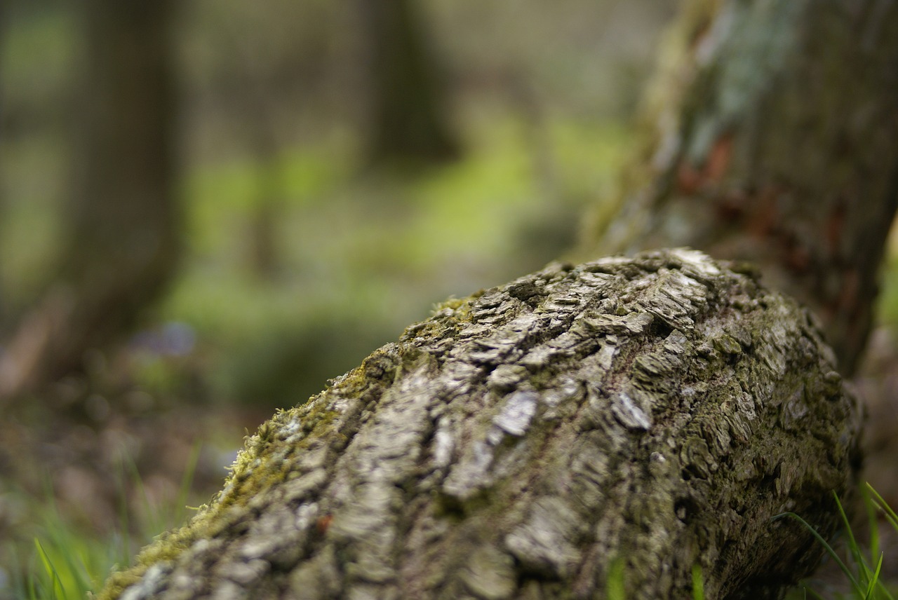 nature tree wood free photo