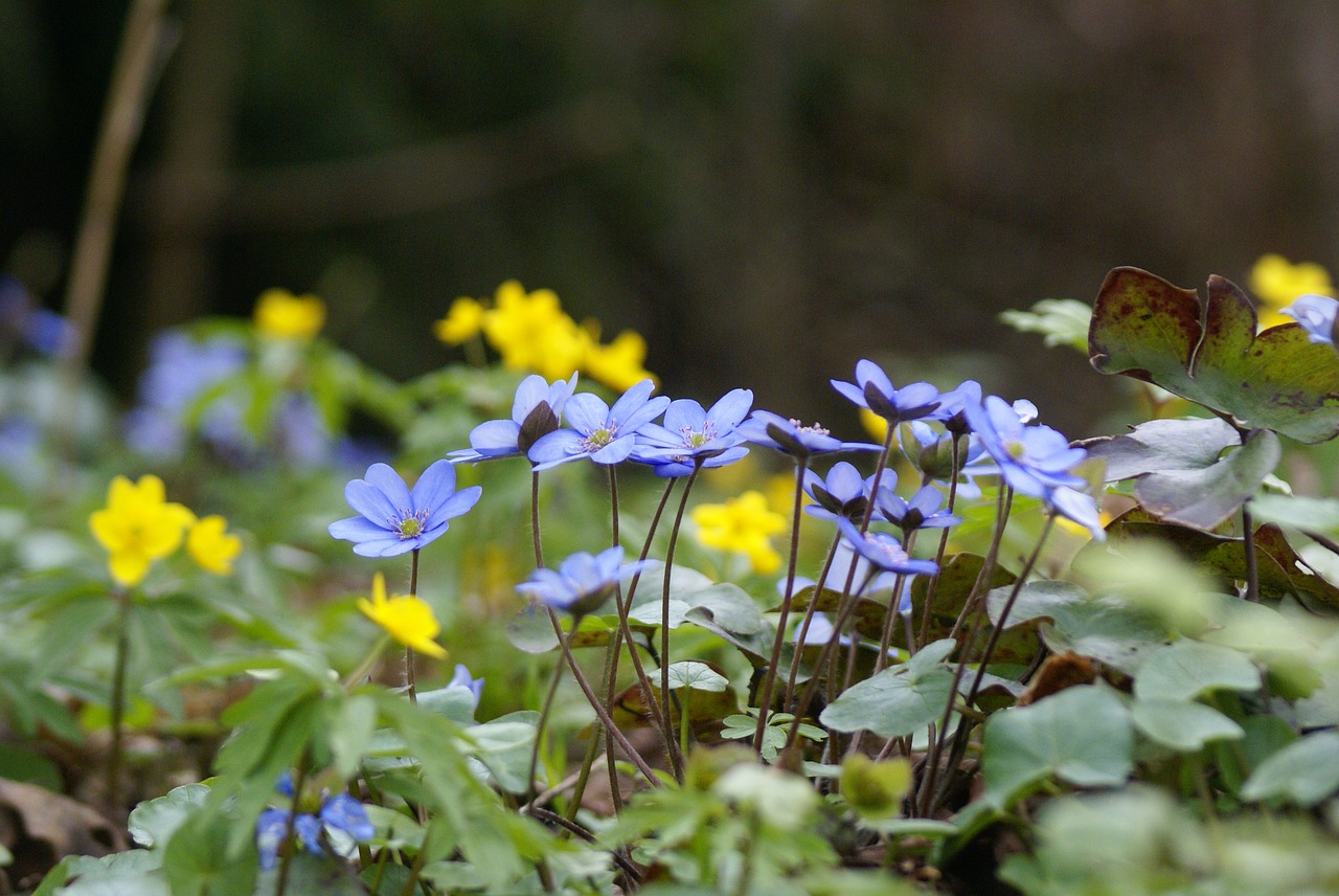 nature flower plant free photo