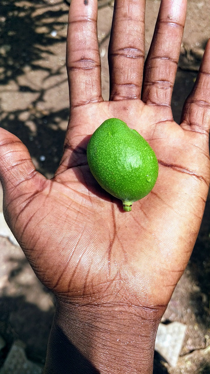 nature food hand free photo