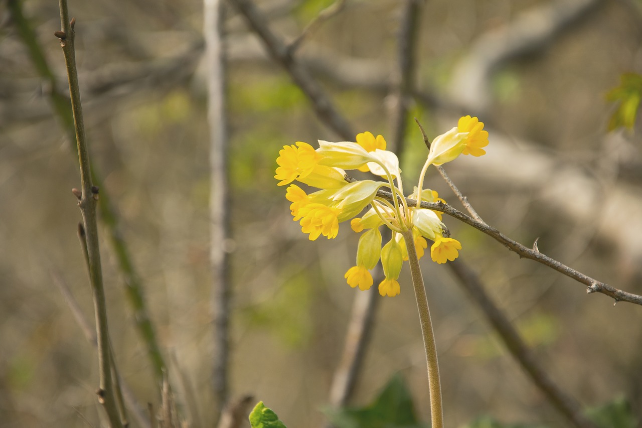 nature plant tree free photo