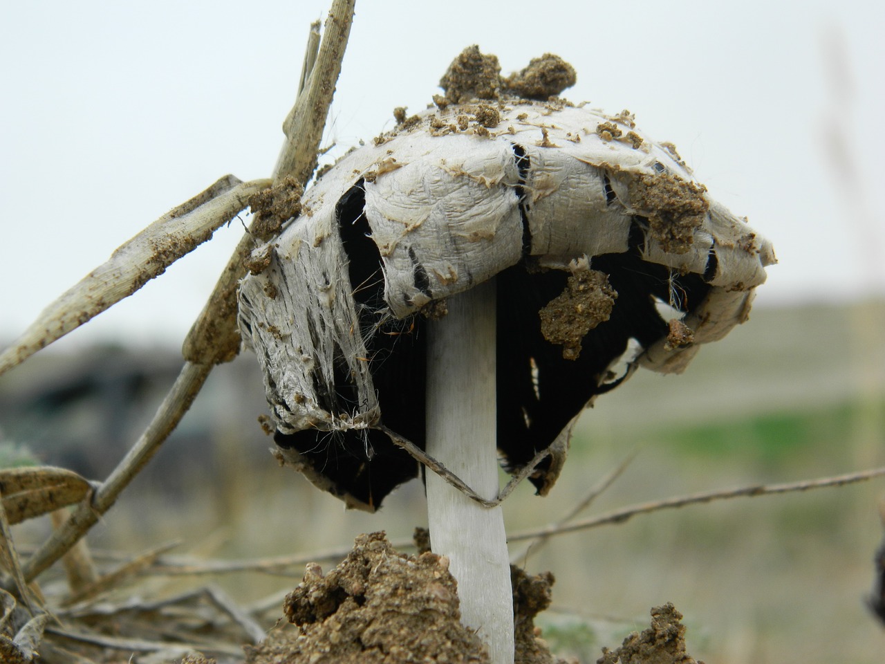 nature outdoor mushroom free photo