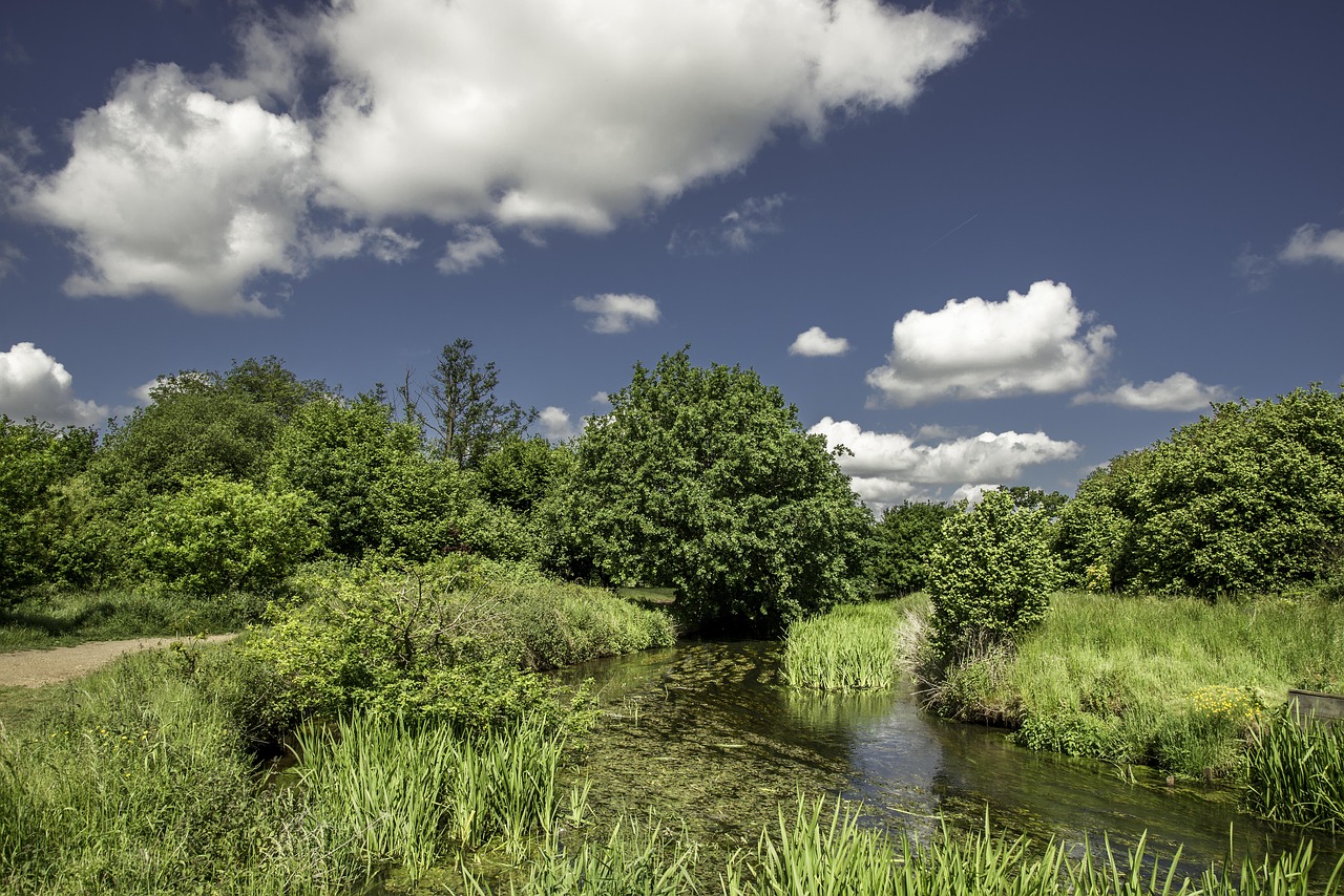 nature tree landscape free photo