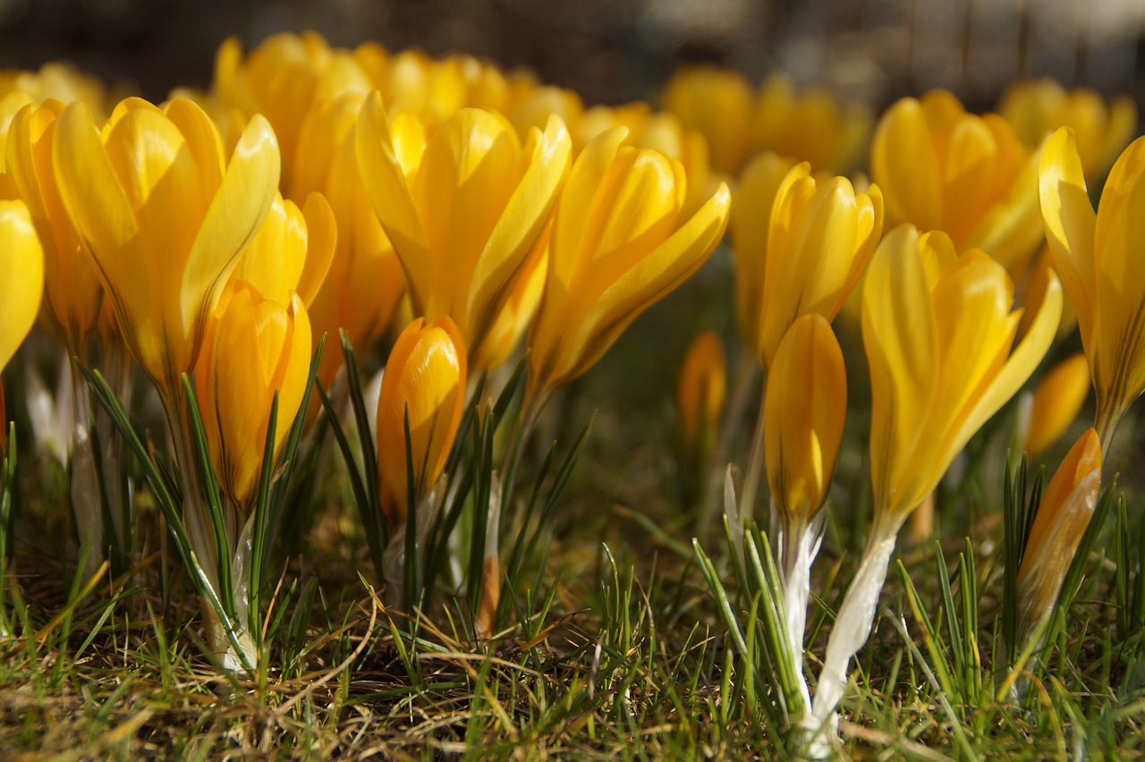 nature plant flower free photo