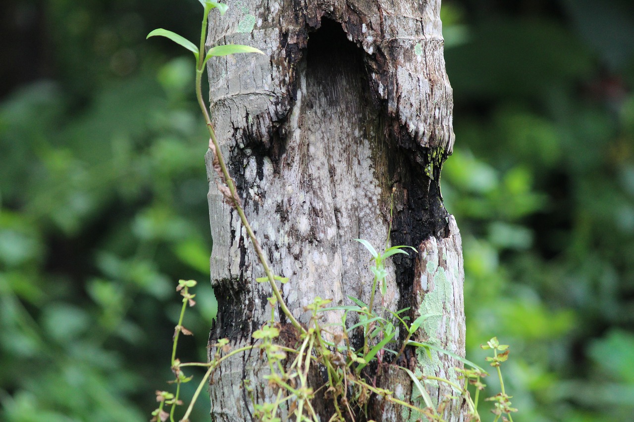 nature wood tree free photo