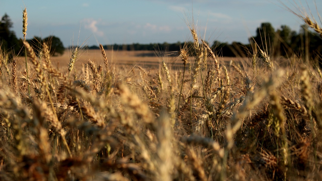 nature wheat wheatfield free photo