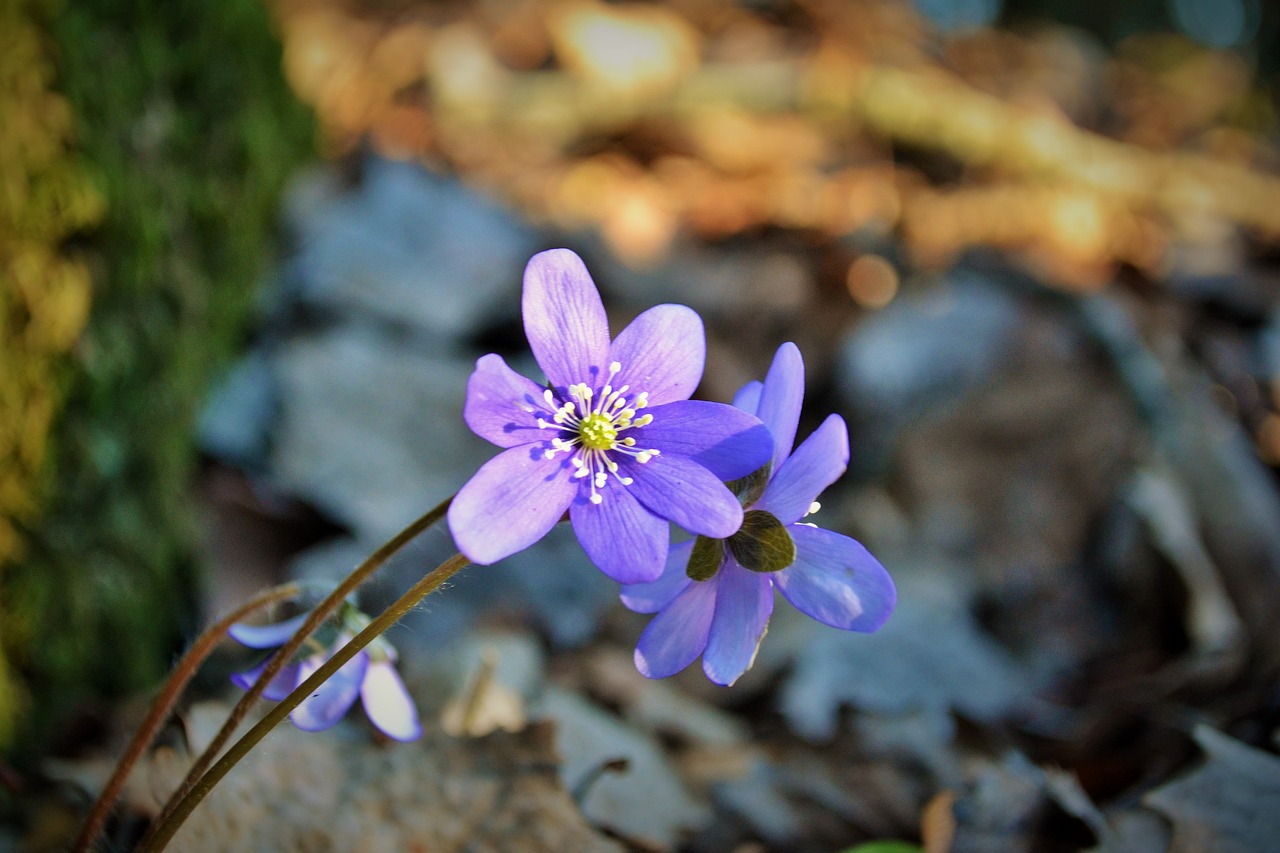 nature plant flower free photo