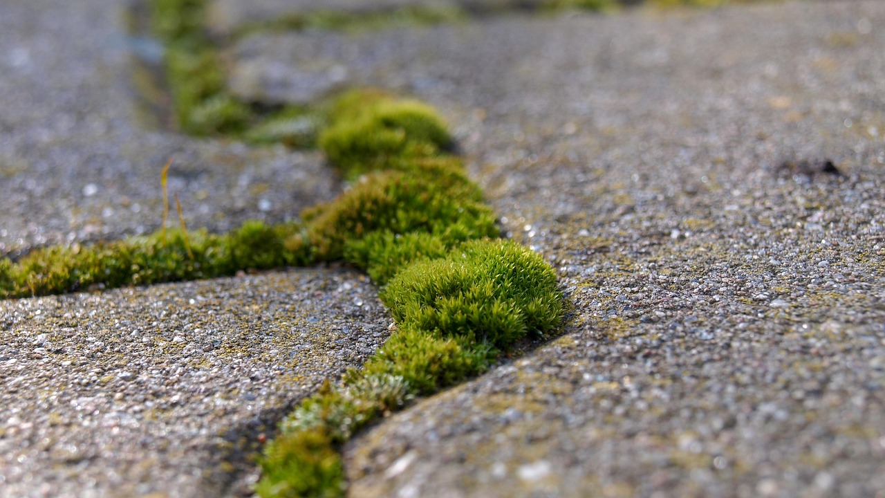 nature moss stone free photo