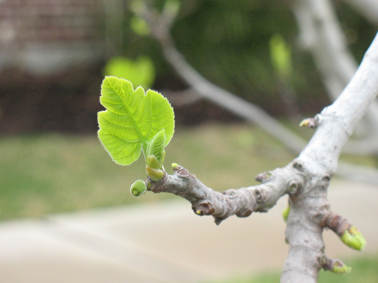 nature sprout tree free photo