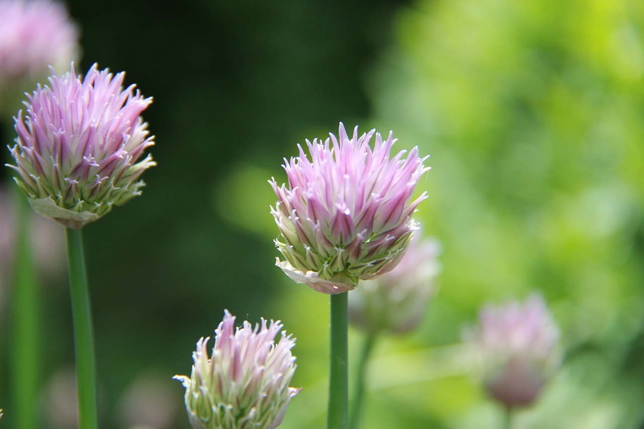 nature plant summer free photo