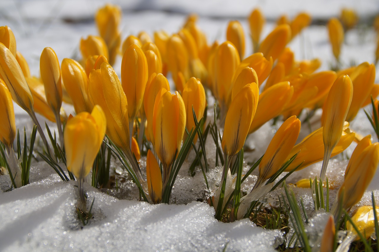 nature flower plant free photo