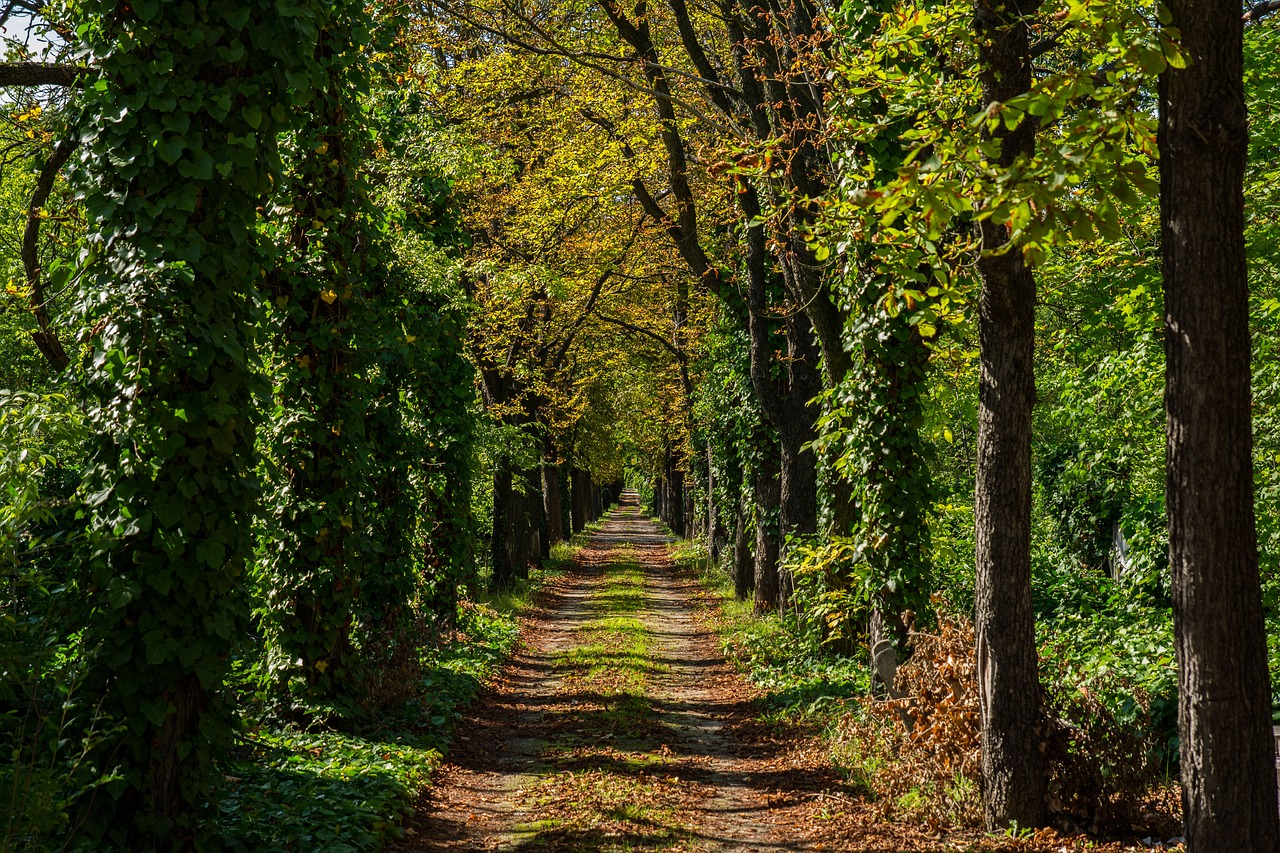 nature road trees free photo