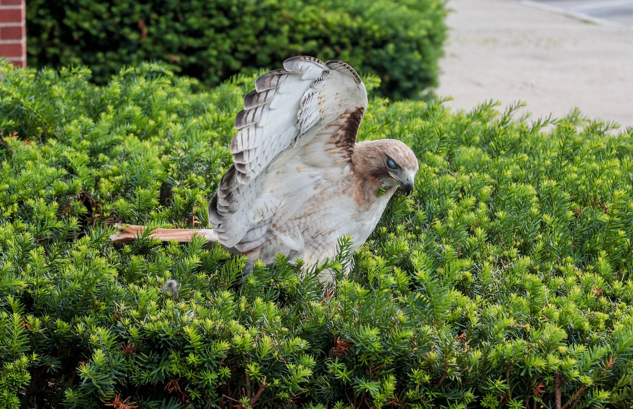 nature grass bird free photo