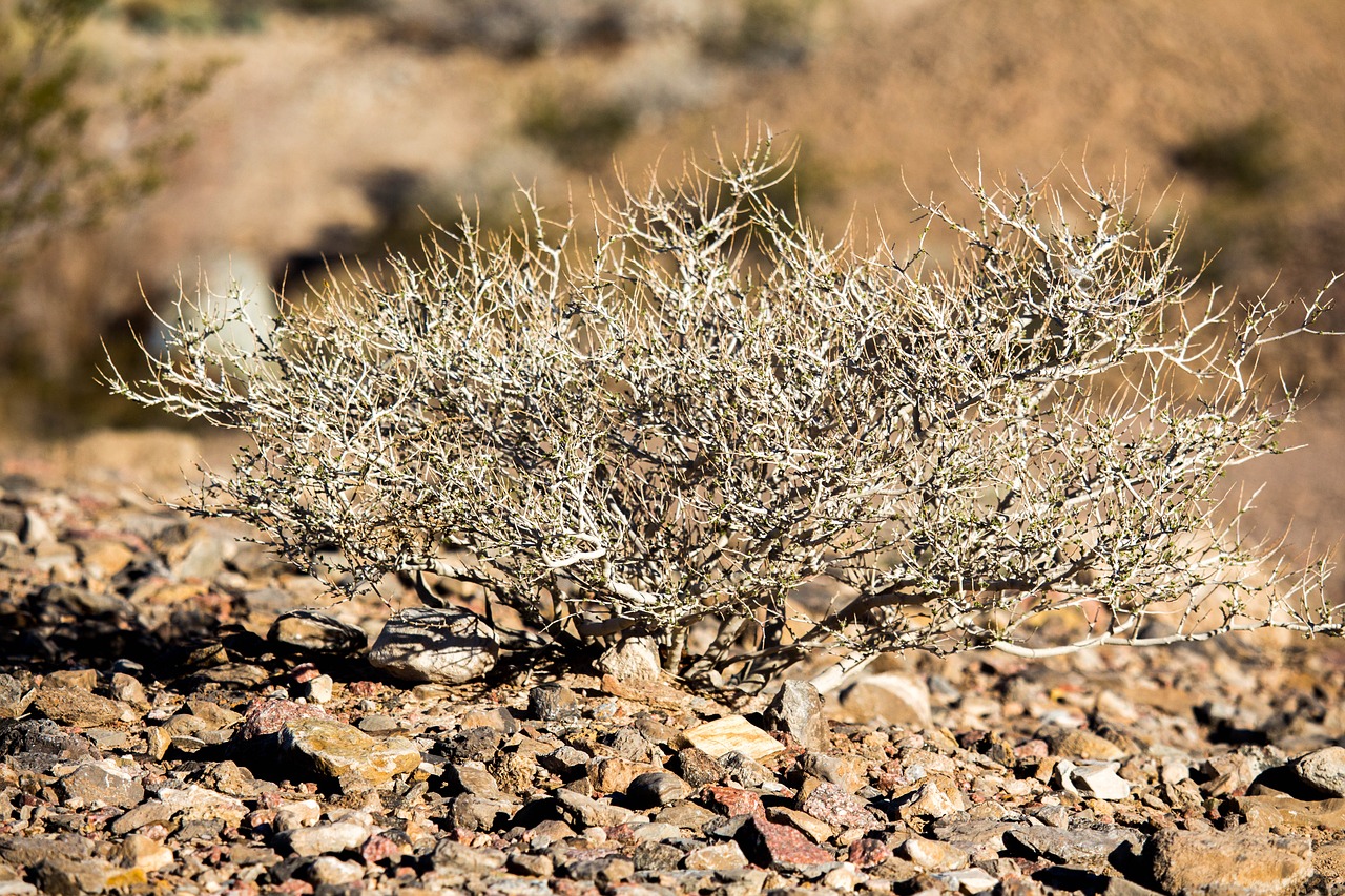 nature dry desert free photo