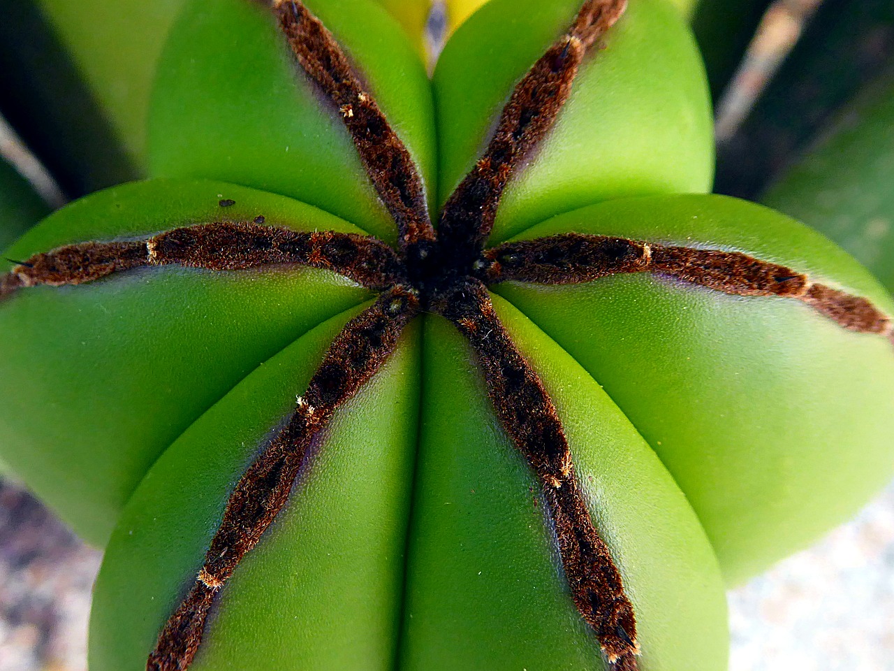 nature plant cactus free photo