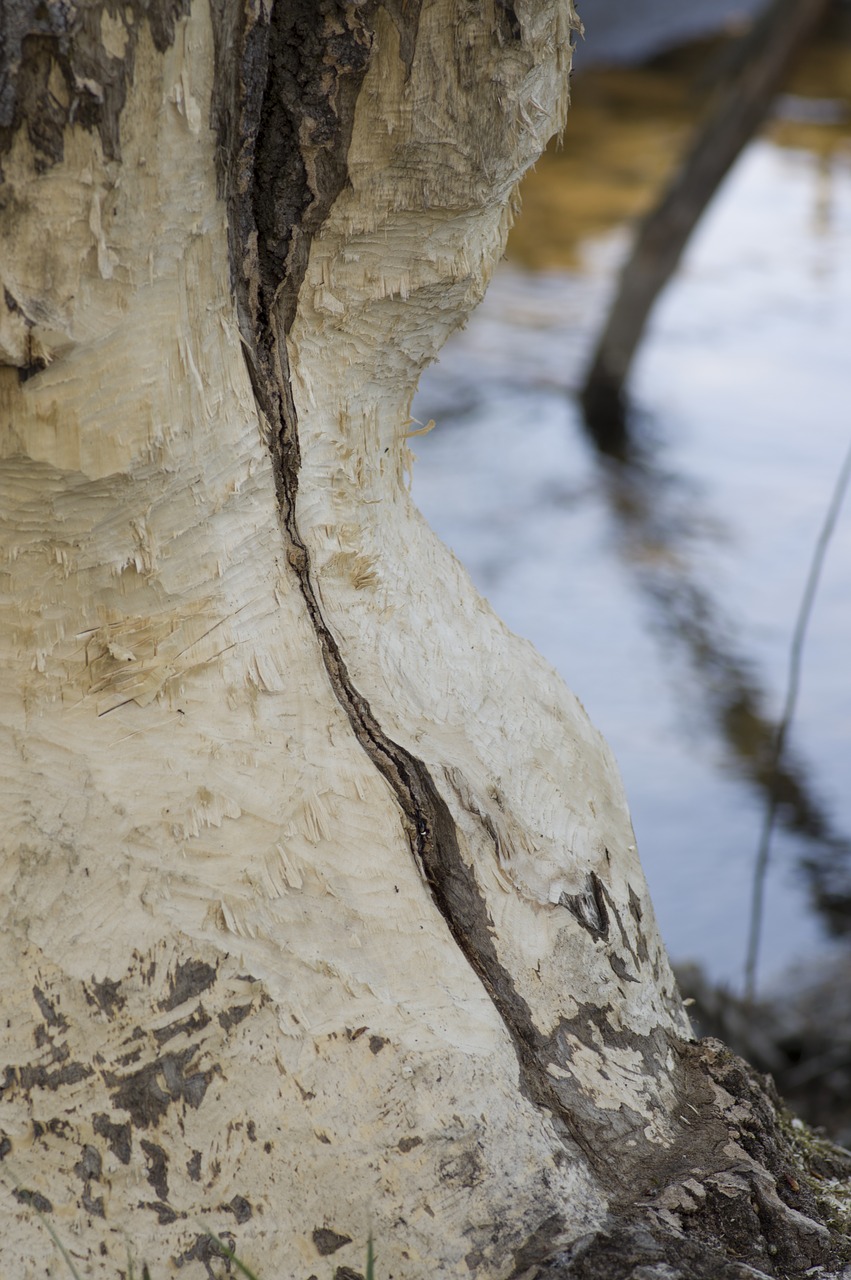 nature tree outdoors free photo