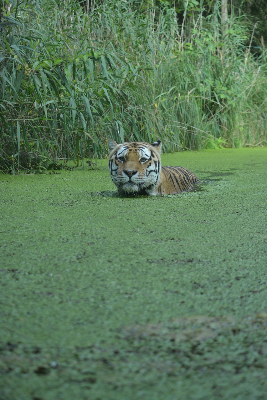 nature grass animal free photo