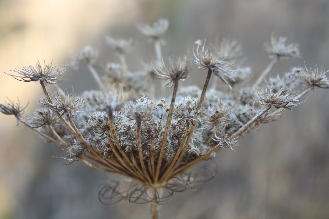 nature plant dry free photo