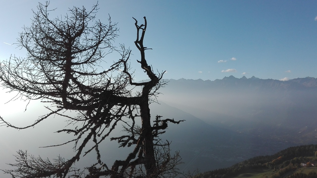 nature sky tree free photo