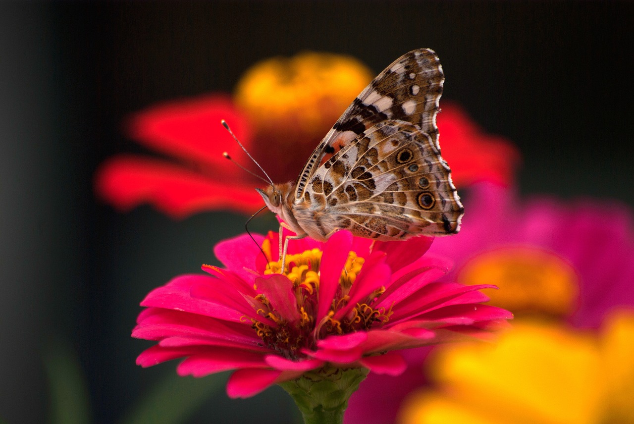 nature butterfly insects free photo