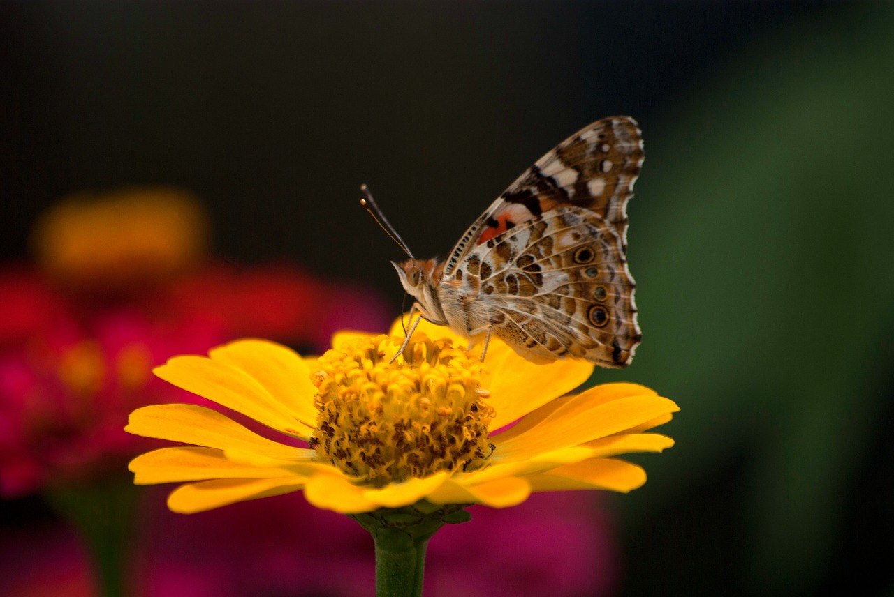 nature butterfly insects free photo