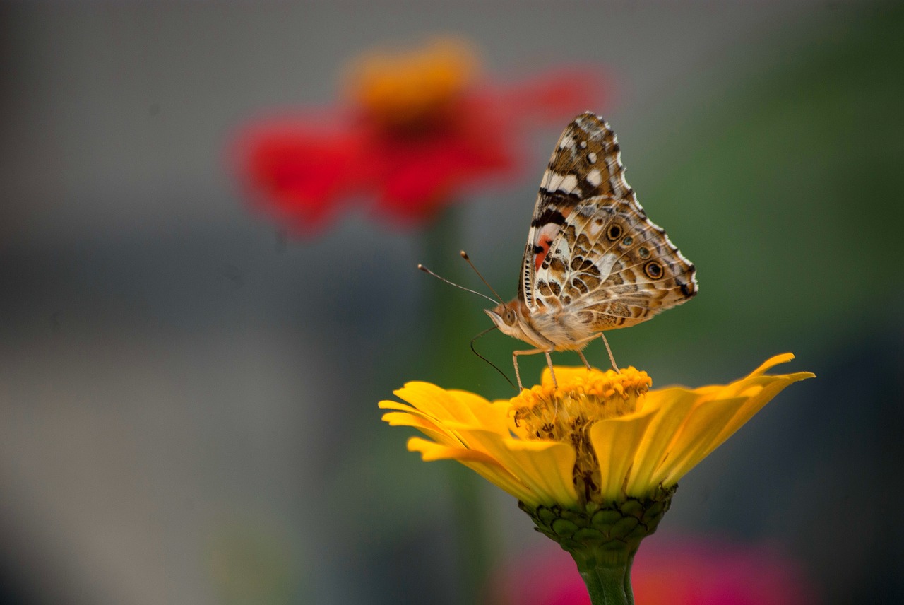 nature butterfly insects free photo