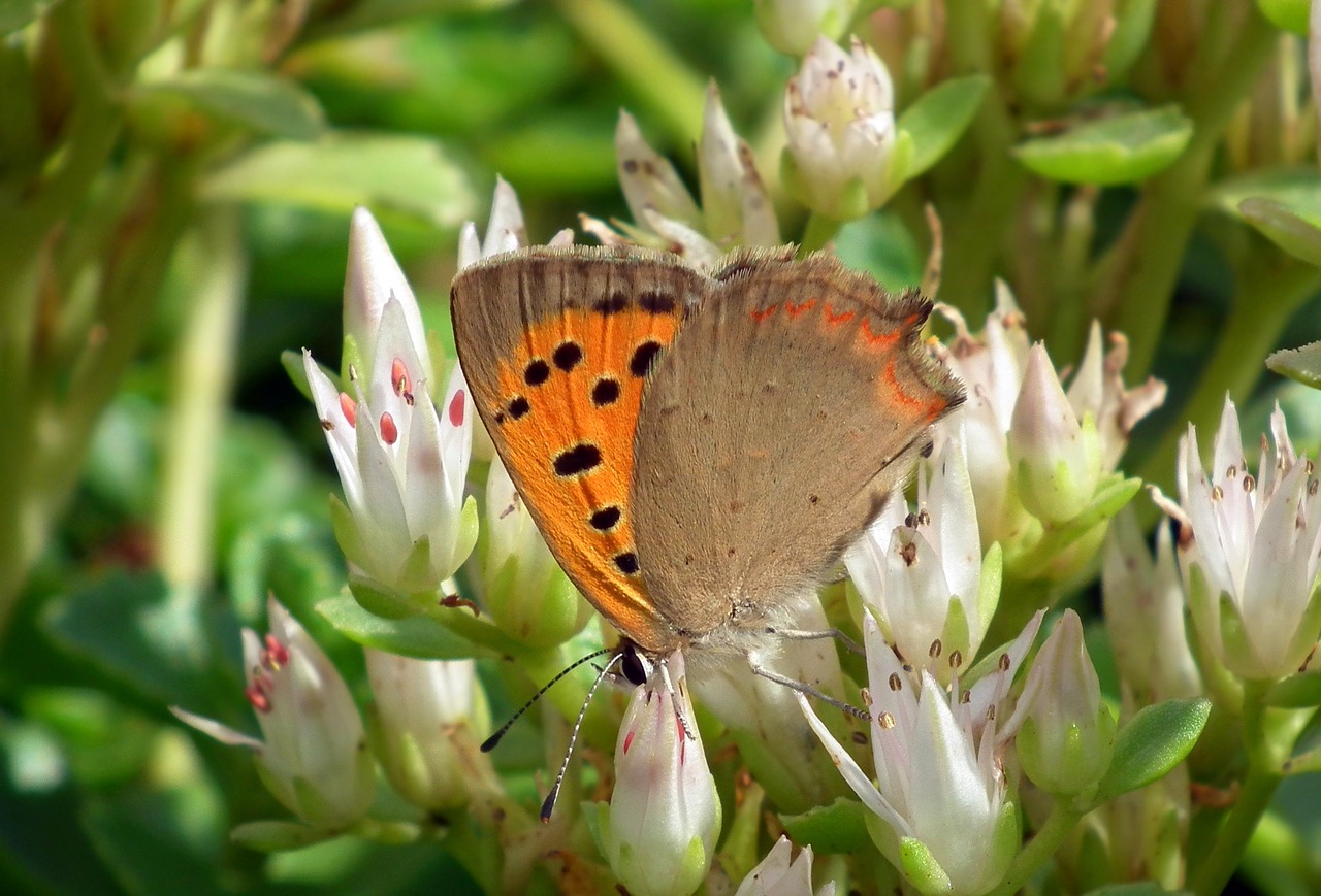 nature flower summer free photo