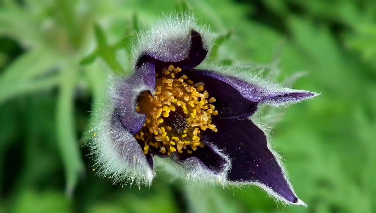 nature flower anemone free photo