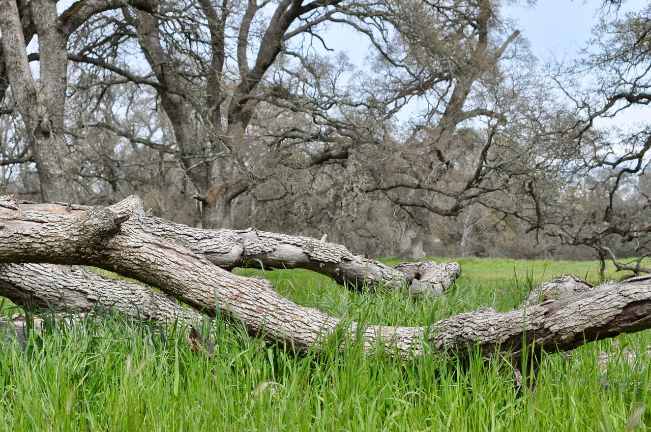 nature tree landscape free photo