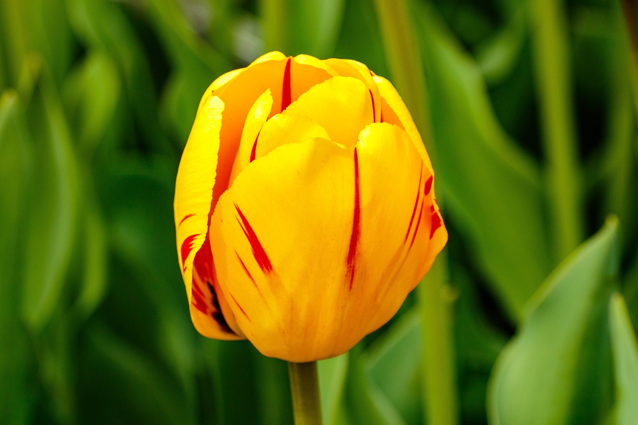 nature tulip flora free photo