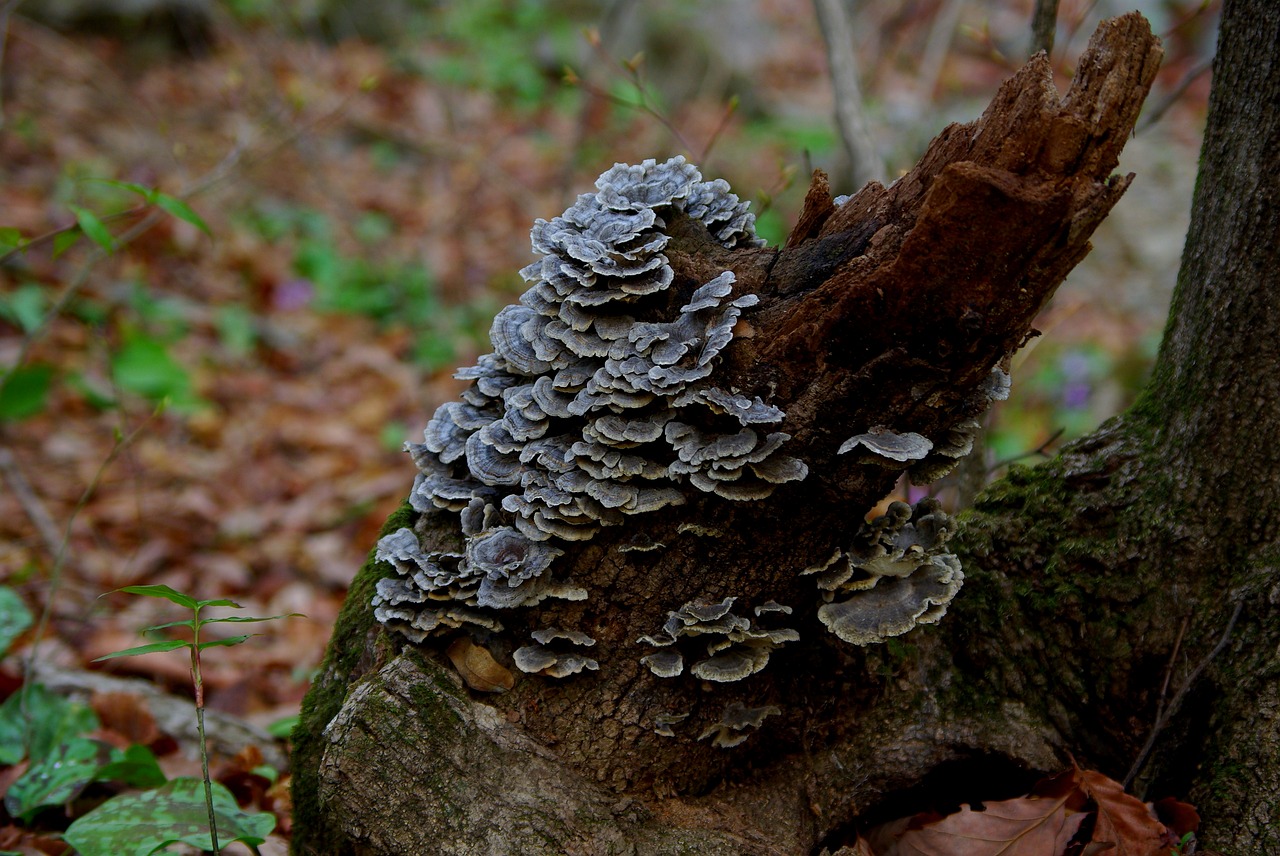 nature wood fungi free photo
